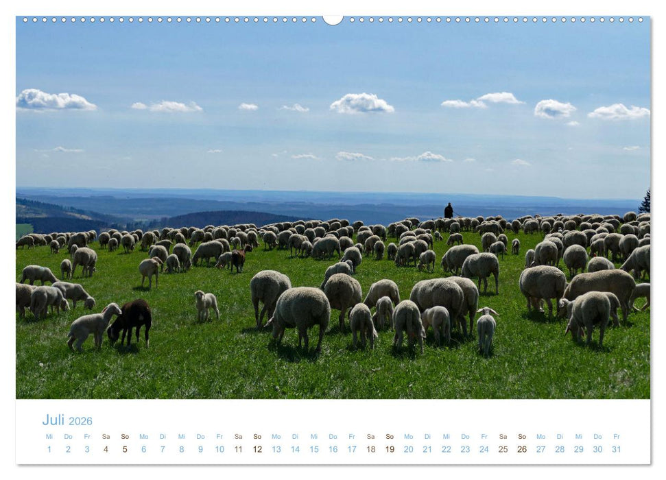 Mit Schafen durch das Jahr (CALVENDO Premium Wandkalender 2026)