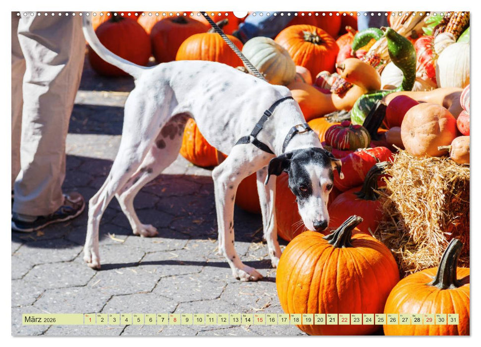 Märkte der Welt - fotografische Impressionen von Märkten berühmter Städte (CALVENDO Wandkalender 2026)