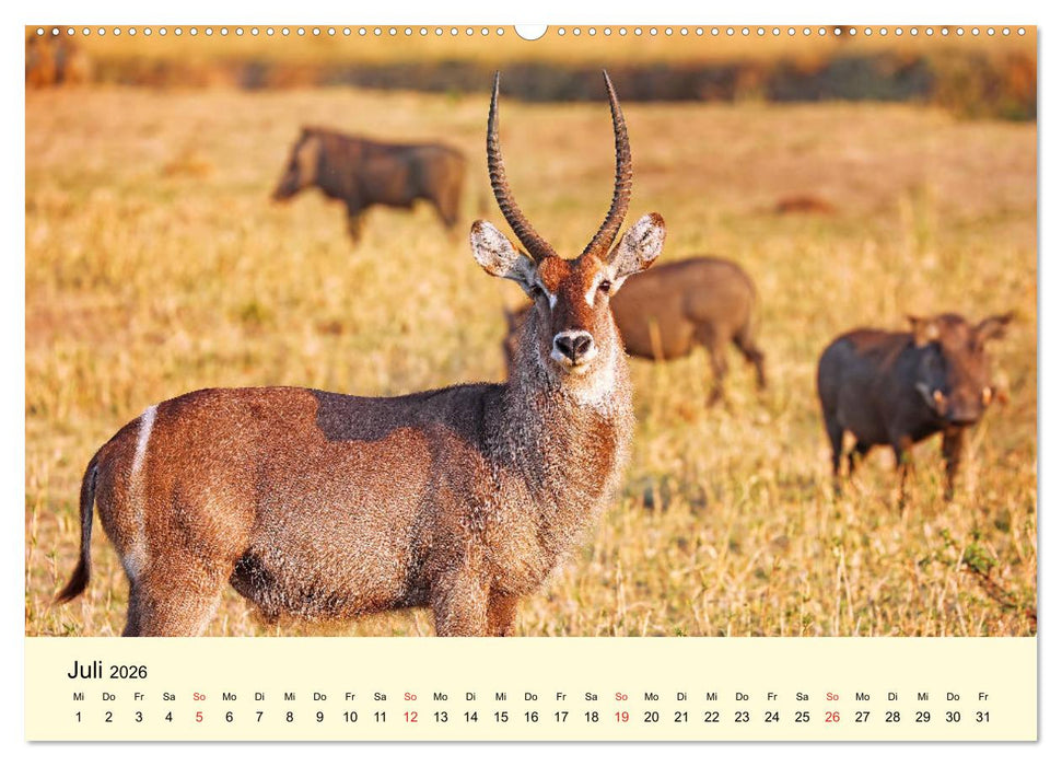 Traumhaftes Malawi (CALVENDO Premium Wandkalender 2026)