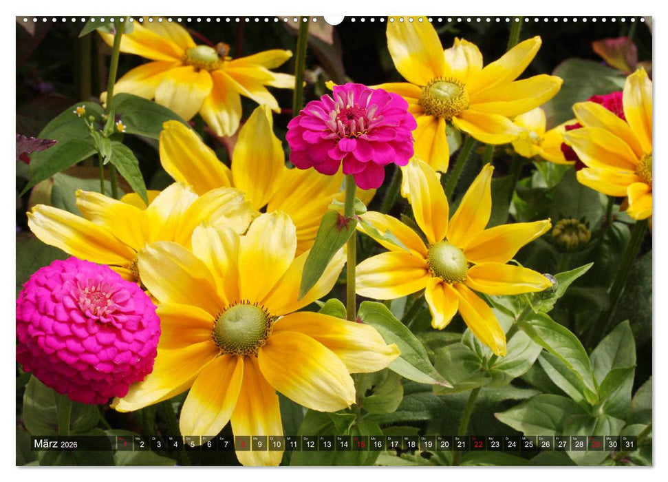 Sonnenhut im Garten (CALVENDO Premium Wandkalender 2026)