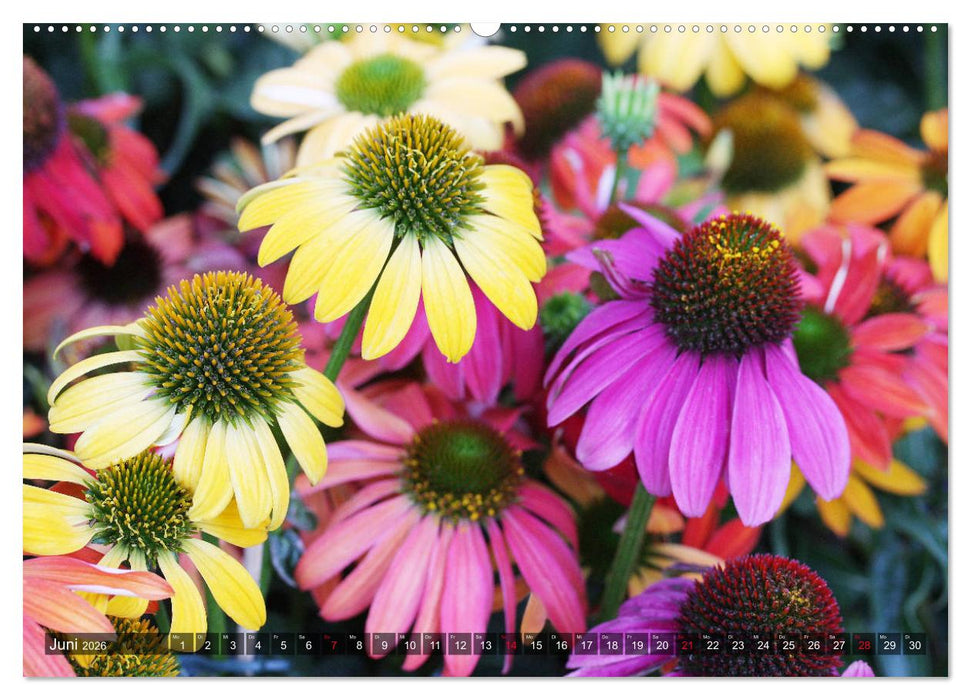 Sonnenhut im Garten (CALVENDO Premium Wandkalender 2026)