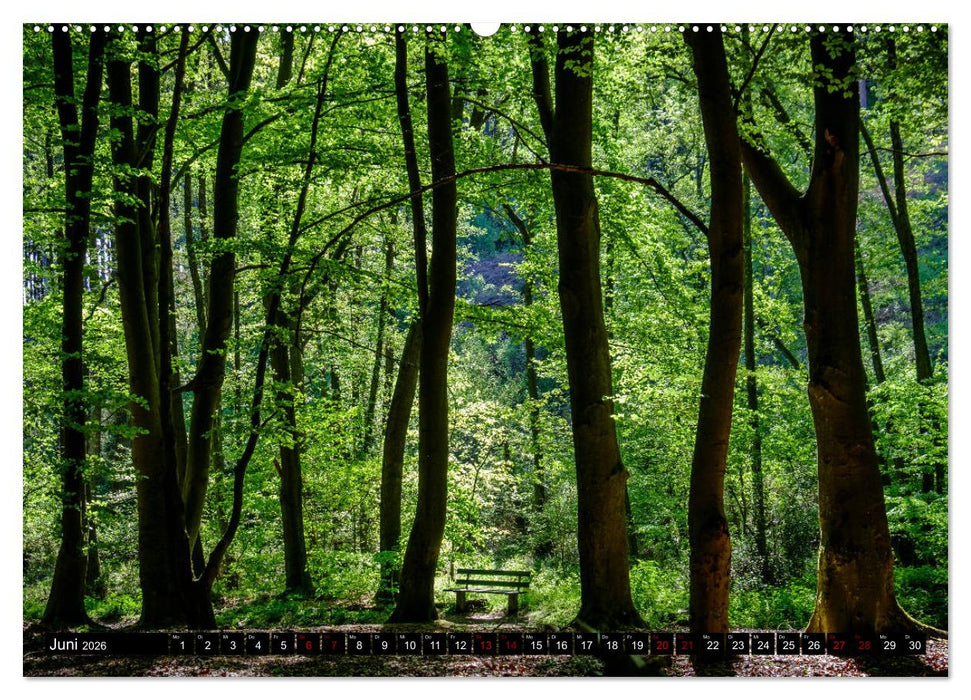 Wege des einfachen Glücks - Spaziergänge im Wald (CALVENDO Premium Wandkalender 2026)