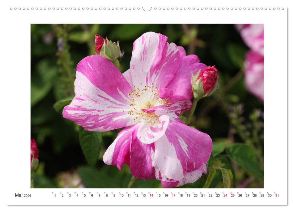 Rosenlust (CALVENDO Premium Wandkalender 2026)