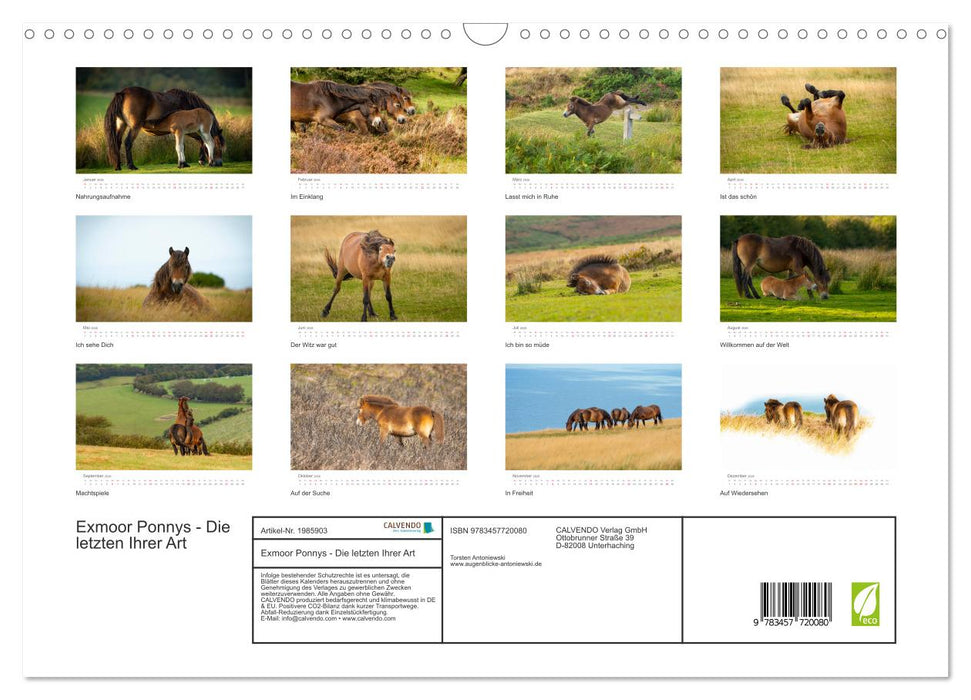 Exmoor Ponnys - Die letzten Ihrer Art (CALVENDO Wandkalender 2026)