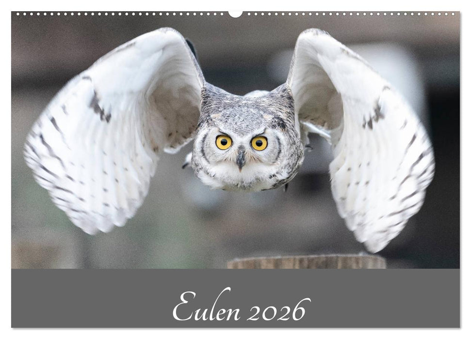 Eulen 2026 (CALVENDO Wandkalender 2026)