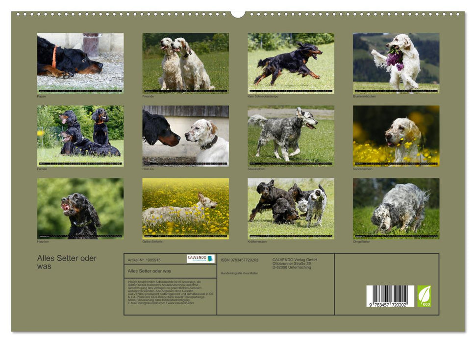 Alles Setter oder was (CALVENDO Premium Wandkalender 2026)