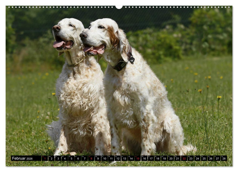 Alles Setter oder was (CALVENDO Premium Wandkalender 2026)