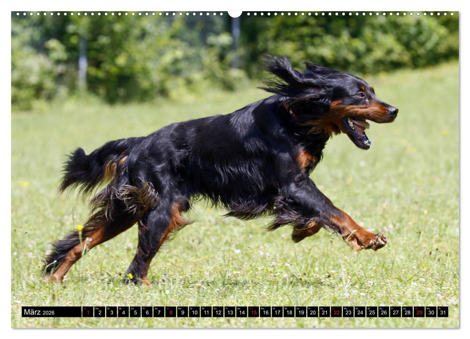 Alles Setter oder was (CALVENDO Premium Wandkalender 2026)