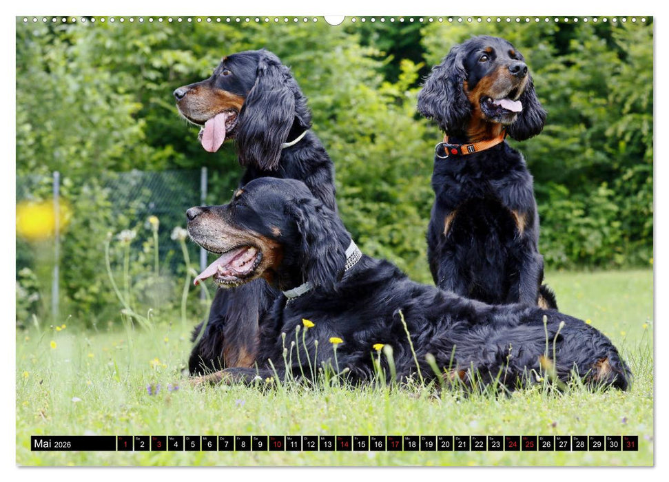 Alles Setter oder was (CALVENDO Premium Wandkalender 2026)