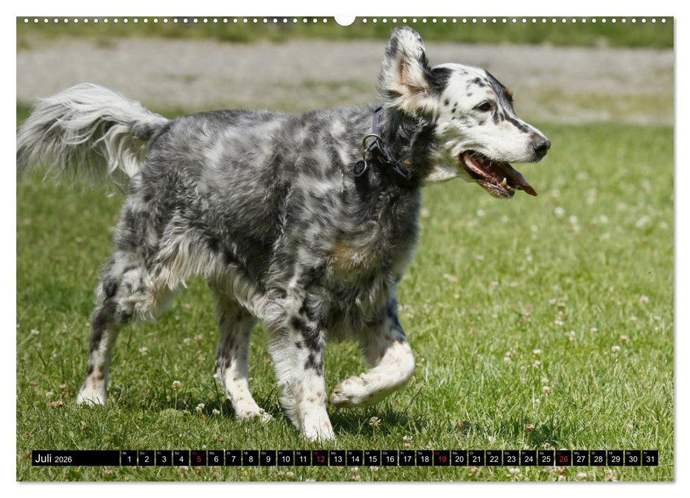 Alles Setter oder was (CALVENDO Premium Wandkalender 2026)