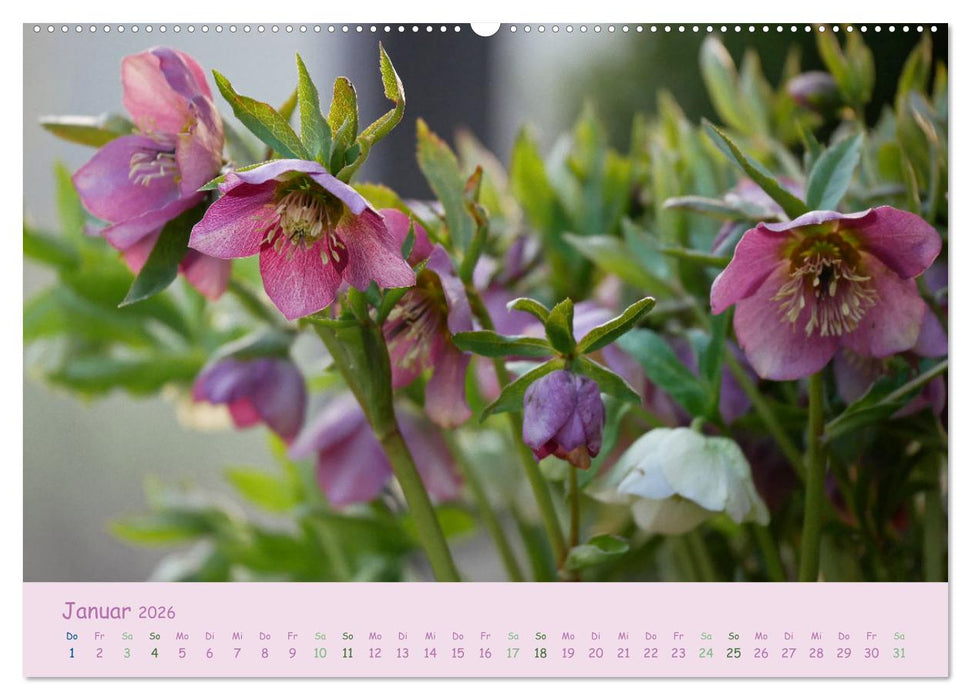 Naturwunder Blüten (CALVENDO Premium Wandkalender 2026)