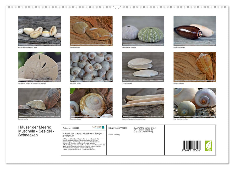 Häuser der Meere: Muscheln - Seeigel - Schnecken (CALVENDO Premium Wandkalender 2026)