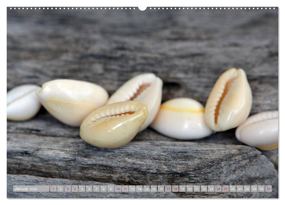 Häuser der Meere: Muscheln - Seeigel - Schnecken (CALVENDO Premium Wandkalender 2026)