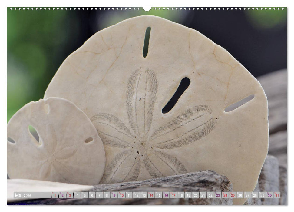 Häuser der Meere: Muscheln - Seeigel - Schnecken (CALVENDO Premium Wandkalender 2026)