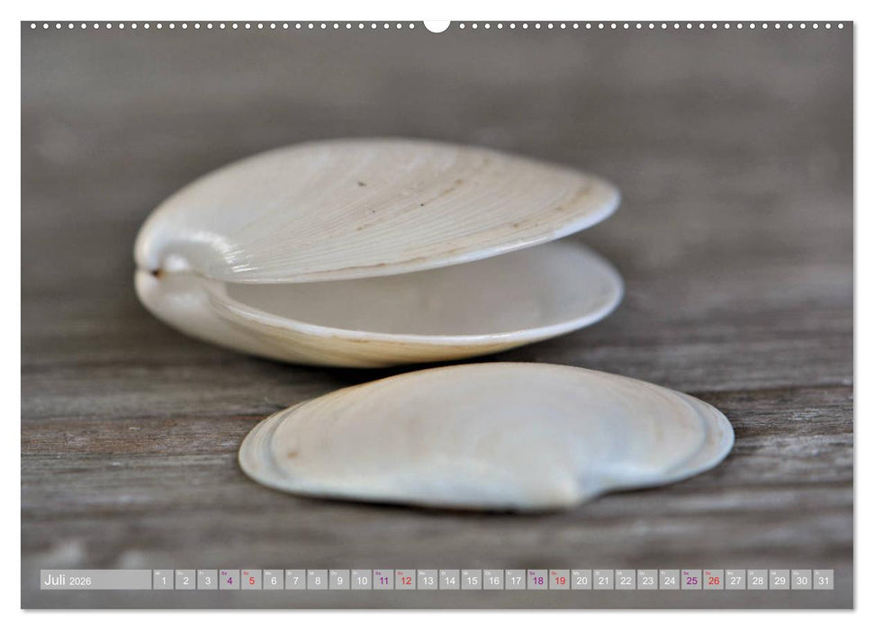 Häuser der Meere: Muscheln - Seeigel - Schnecken (CALVENDO Premium Wandkalender 2026)
