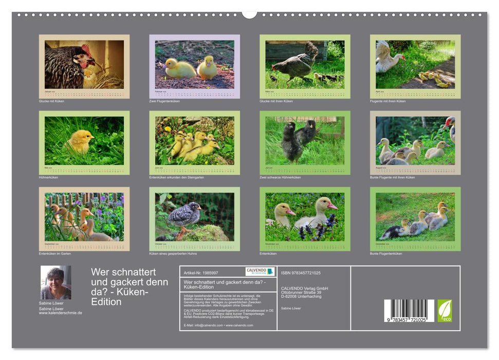 Wer schnattert und gackert denn da? - Küken-Edition (CALVENDO Premium Wandkalender 2026)