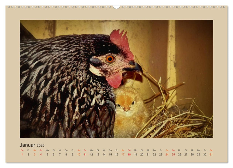 Wer schnattert und gackert denn da? - Küken-Edition (CALVENDO Premium Wandkalender 2026)