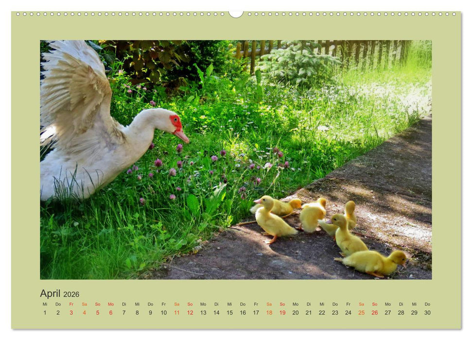 Wer schnattert und gackert denn da? - Küken-Edition (CALVENDO Premium Wandkalender 2026)