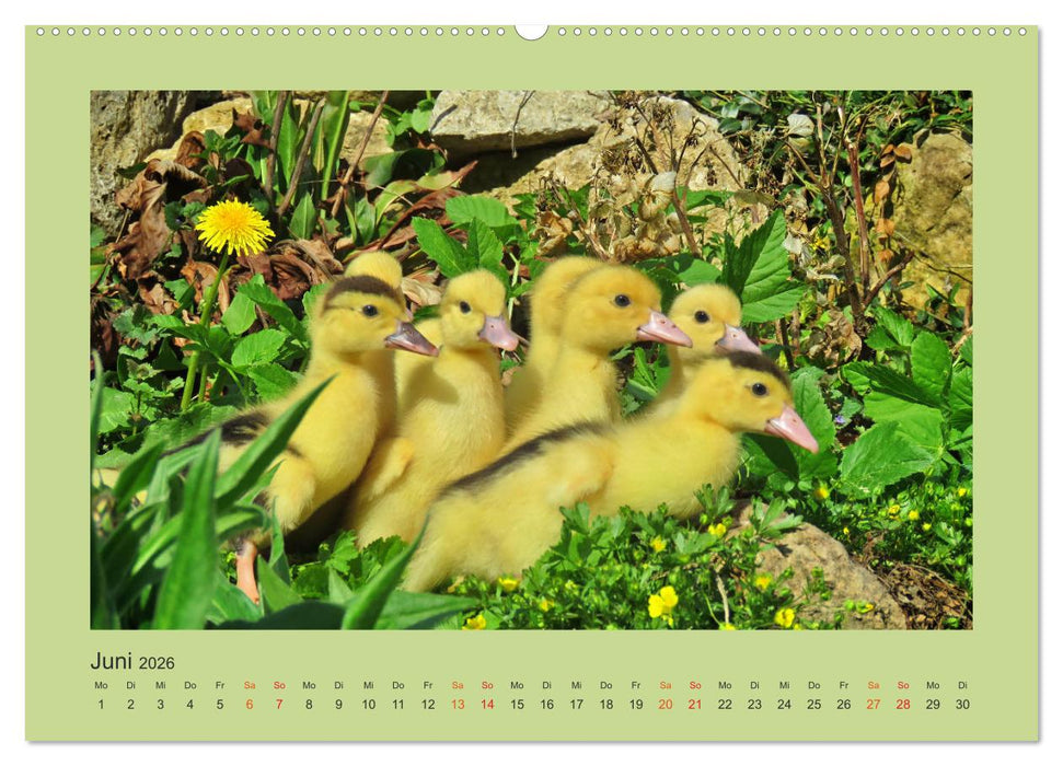 Wer schnattert und gackert denn da? - Küken-Edition (CALVENDO Premium Wandkalender 2026)