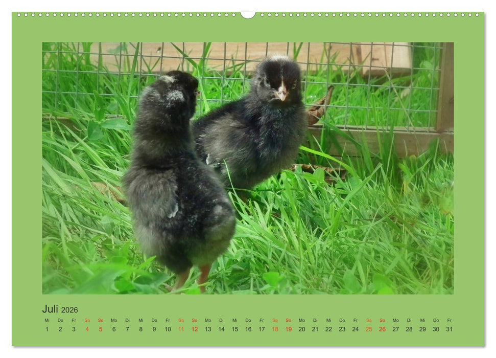 Wer schnattert und gackert denn da? - Küken-Edition (CALVENDO Premium Wandkalender 2026)