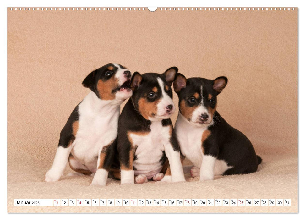 Wunderbare Basenji Welpenzeit (CALVENDO Premium Wandkalender 2026)