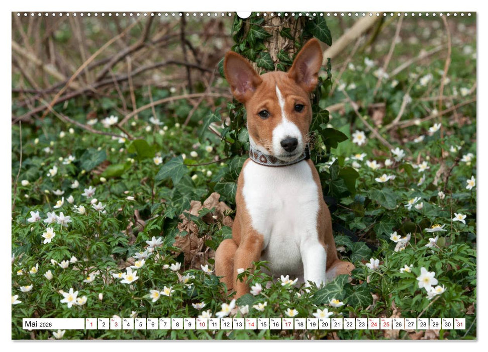 Wunderbare Basenji Welpenzeit (CALVENDO Premium Wandkalender 2026)