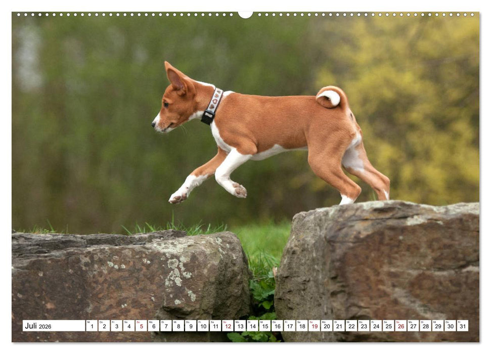 Wunderbare Basenji Welpenzeit (CALVENDO Premium Wandkalender 2026)