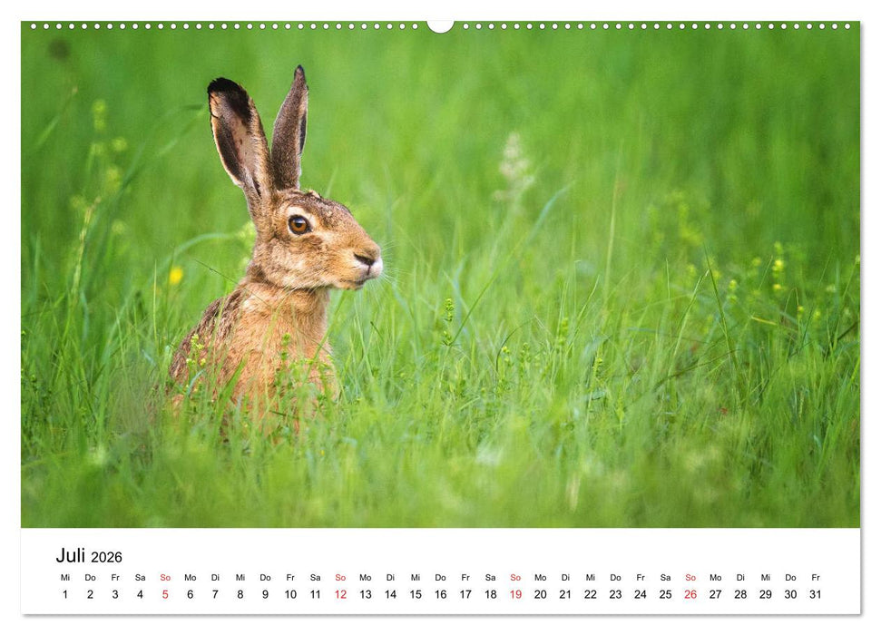 Unsere heimische Tierwelt (CALVENDO Premium Wandkalender 2026)
