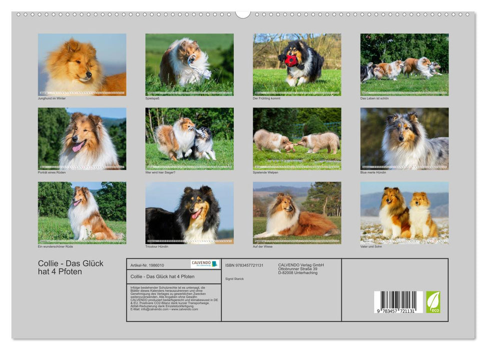 Collie - Das Glück hat 4 Pfoten (CALVENDO Premium Wandkalender 2026)