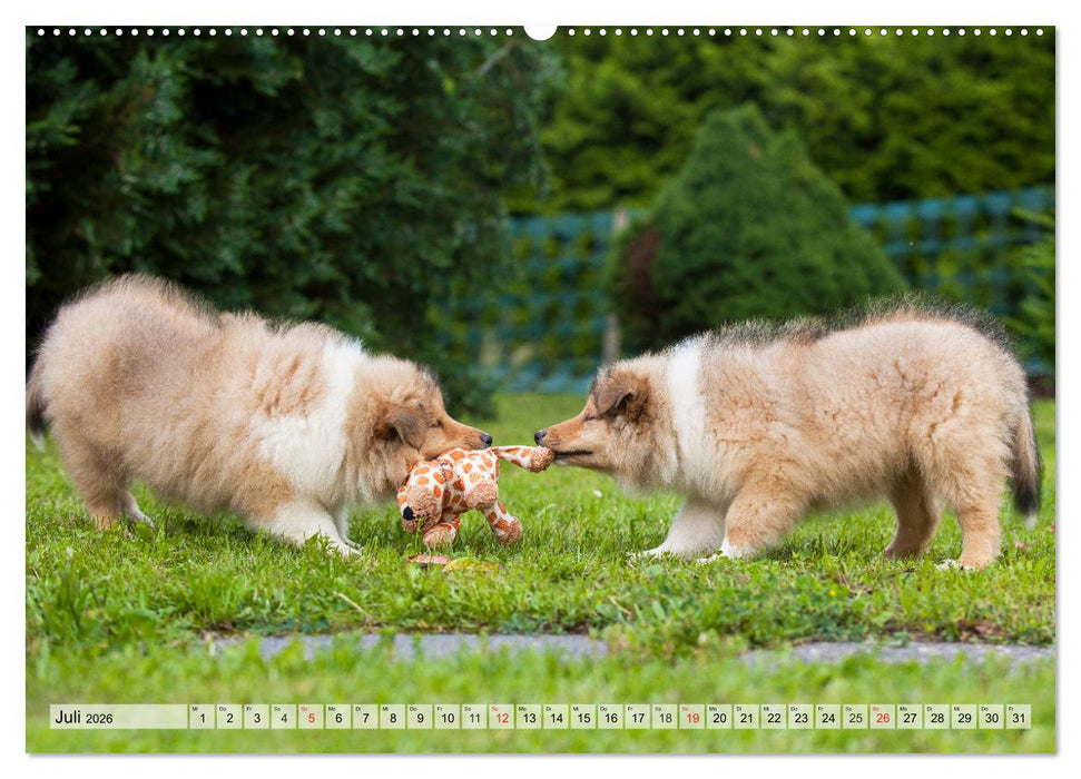 Collie - Das Glück hat 4 Pfoten (CALVENDO Premium Wandkalender 2026)
