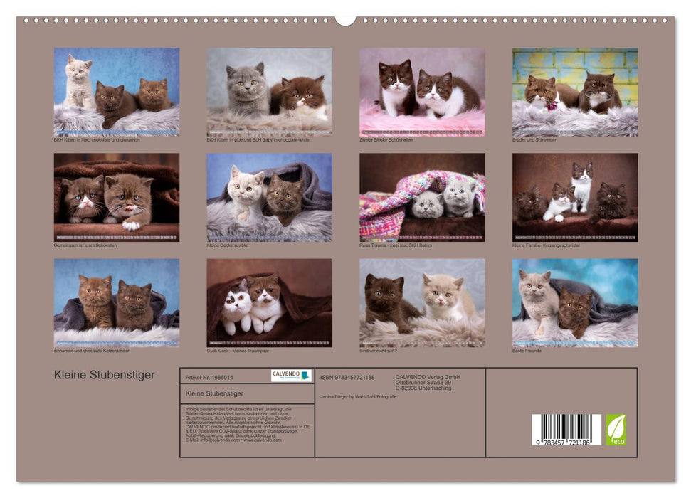 Kleine Stubenstiger (CALVENDO Premium Wandkalender 2026)