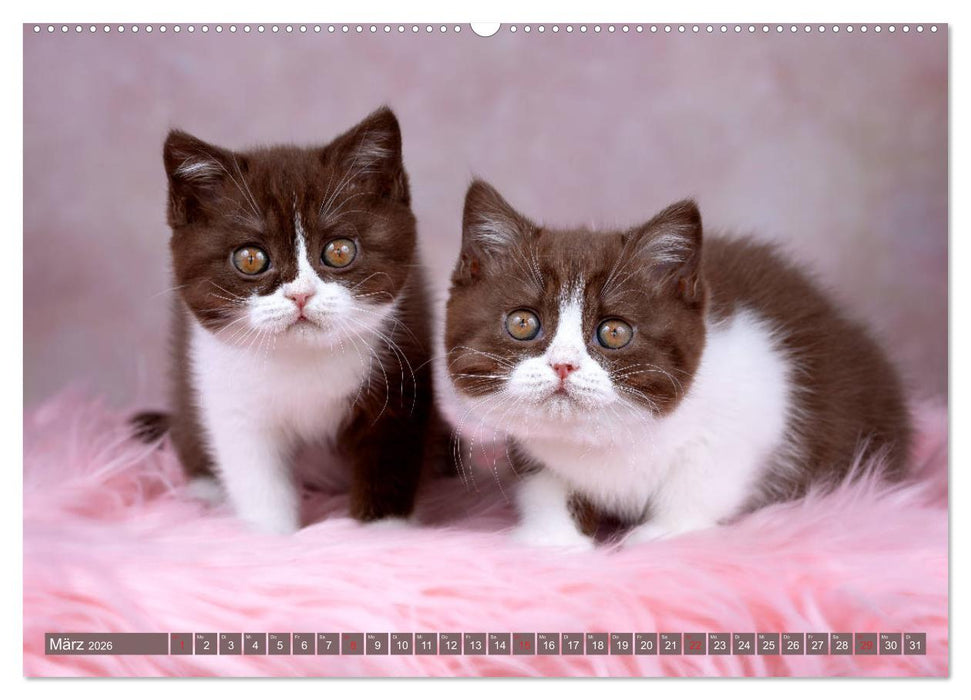 Kleine Stubenstiger (CALVENDO Premium Wandkalender 2026)