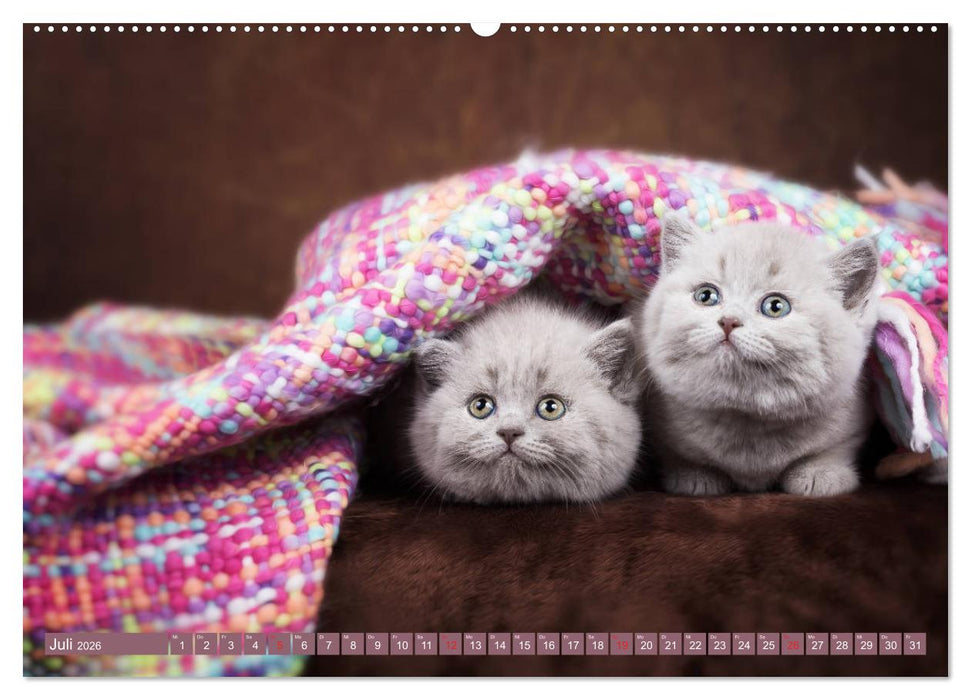 Kleine Stubenstiger (CALVENDO Premium Wandkalender 2026)