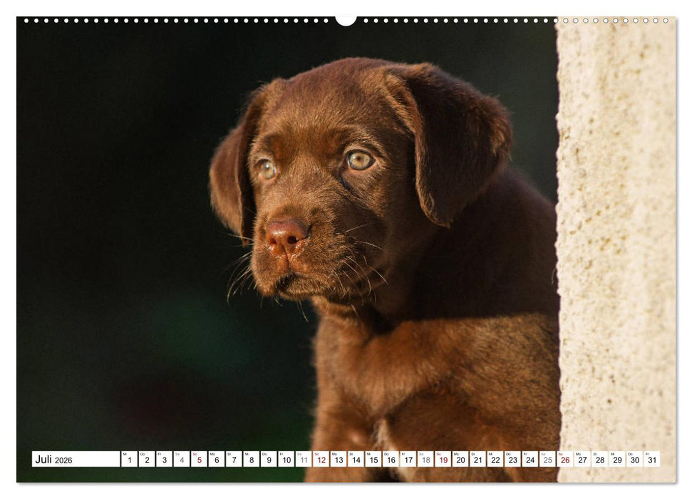 Freund auf 4 Pfoten - Labrador Retriever (CALVENDO Premium Wandkalender 2026)
