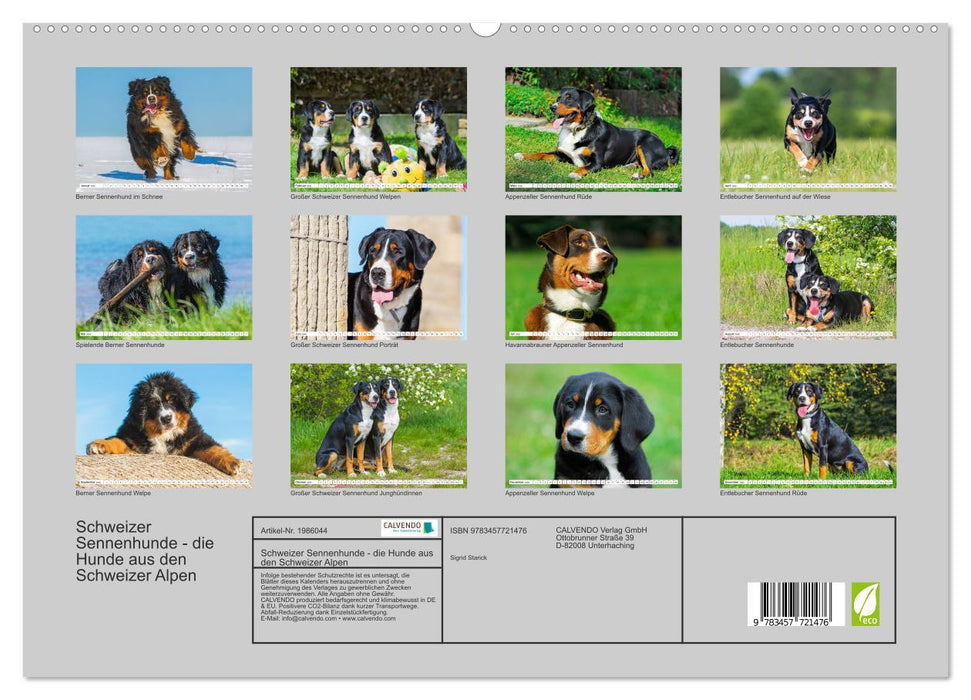 Schweizer Sennenhunde - die Hunde aus den Schweizer Alpen (CALVENDO Premium Wandkalender 2026)