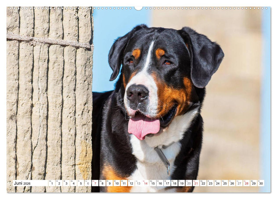 Schweizer Sennenhunde - die Hunde aus den Schweizer Alpen (CALVENDO Premium Wandkalender 2026)
