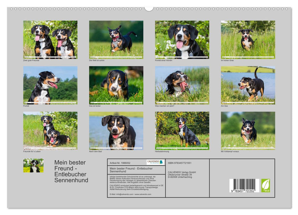 Mein bester Freund - Entlebucher Sennenhund (CALVENDO Premium Wandkalender 2026)