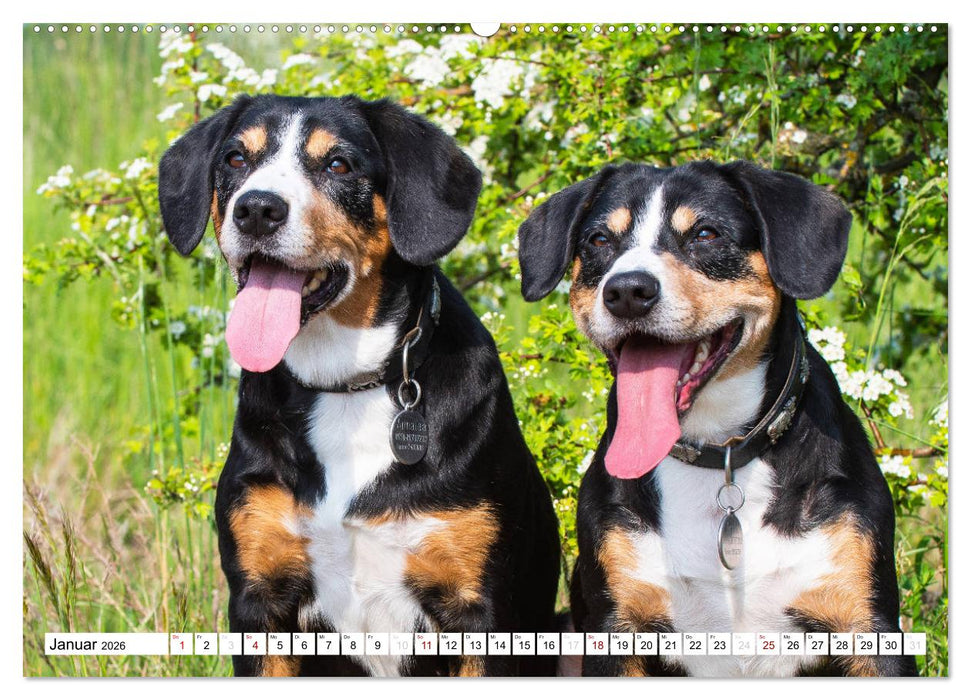 Mein bester Freund - Entlebucher Sennenhund (CALVENDO Premium Wandkalender 2026)