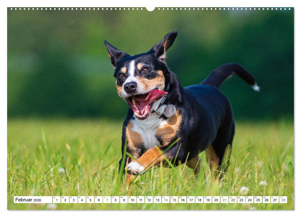 Mein bester Freund - Entlebucher Sennenhund (CALVENDO Premium Wandkalender 2026)
