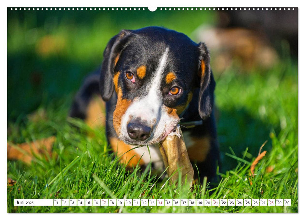 Mein bester Freund - Entlebucher Sennenhund (CALVENDO Premium Wandkalender 2026)