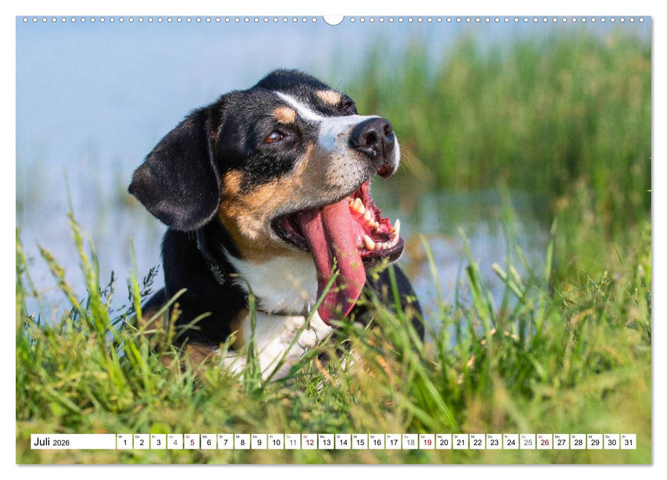 Mein bester Freund - Entlebucher Sennenhund (CALVENDO Premium Wandkalender 2026)