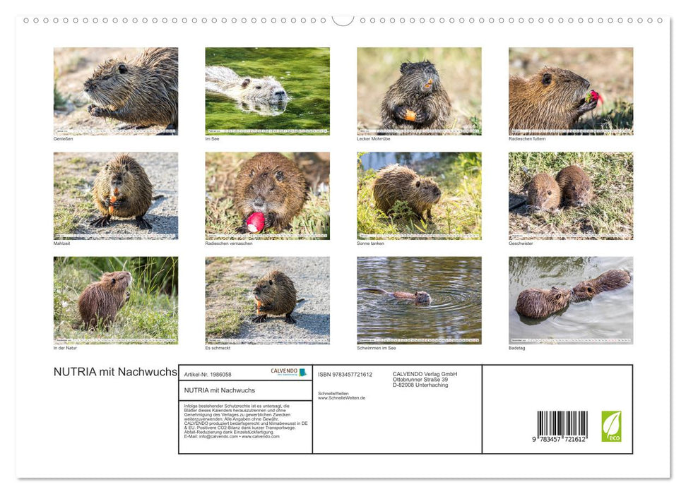 NUTRIA mit Nachwuchs (CALVENDO Premium Wandkalender 2026)