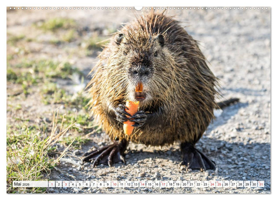 NUTRIA mit Nachwuchs (CALVENDO Premium Wandkalender 2026)