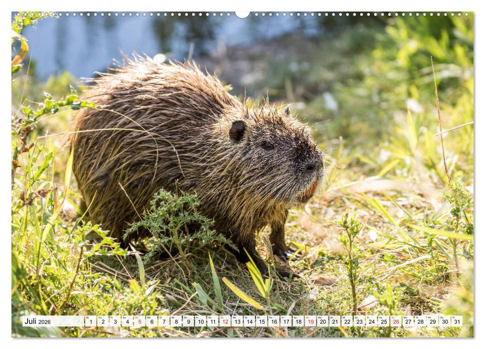 NUTRIA mit Nachwuchs (CALVENDO Premium Wandkalender 2026)