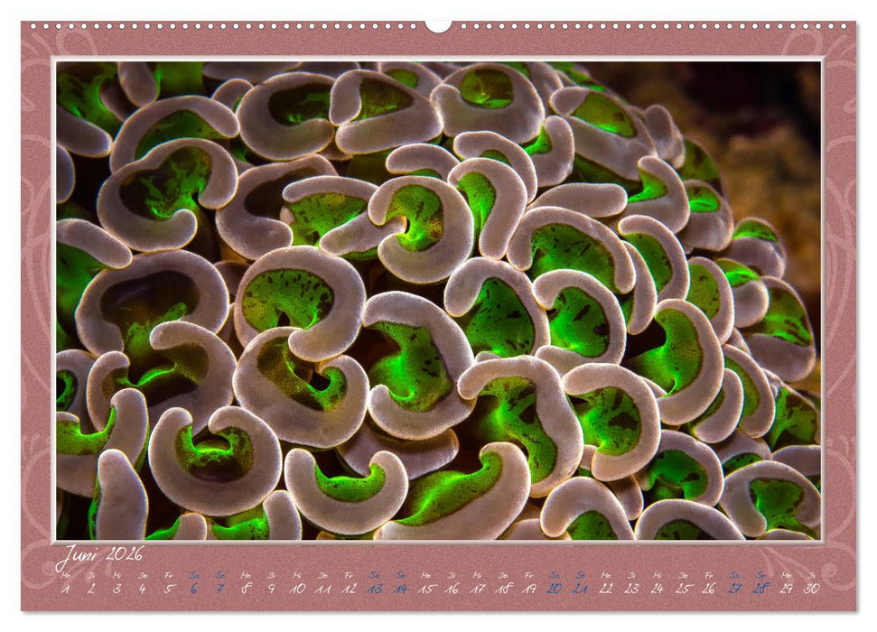 Unterwasser Kunstwerke (CALVENDO Premium Wandkalender 2026)