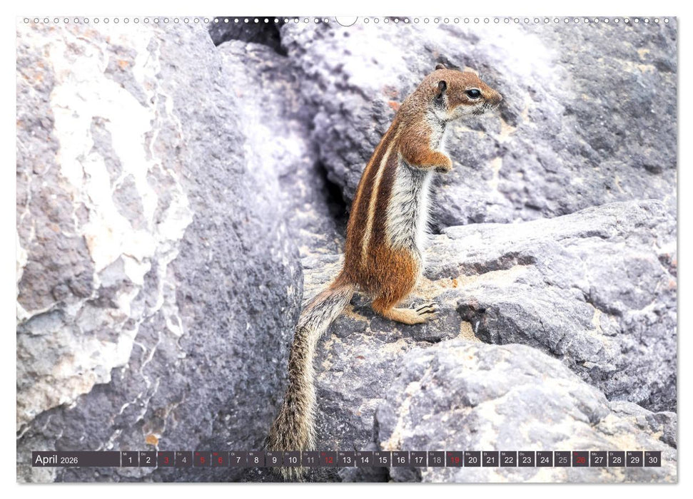 FUERTEVENTURA - Inselblick (CALVENDO Premium Wandkalender 2026)
