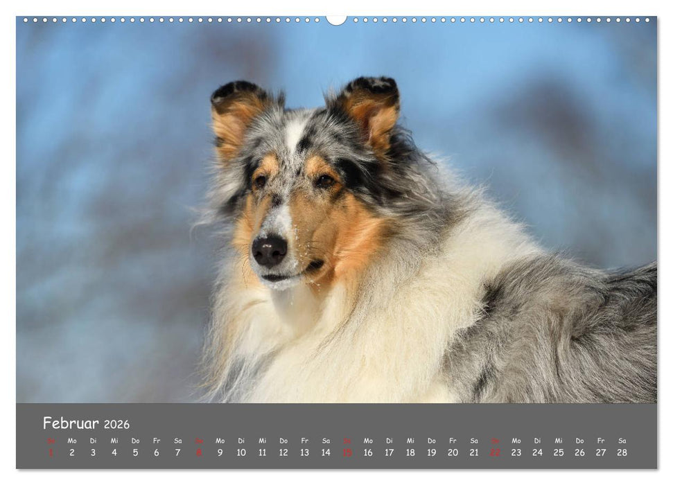 Einmal Collie - immer Collie (CALVENDO Premium Wandkalender 2026)