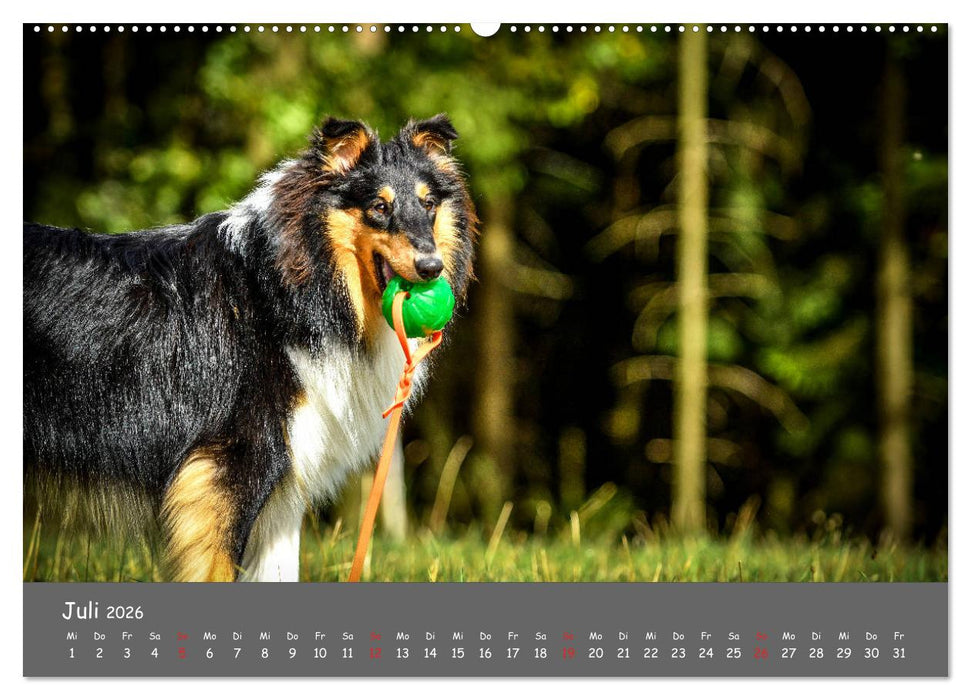 Einmal Collie - immer Collie (CALVENDO Premium Wandkalender 2026)