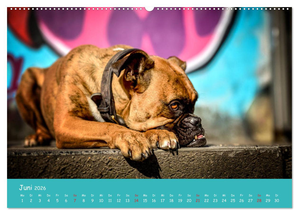 Hunde und Graffiti (CALVENDO Premium Wandkalender 2026)