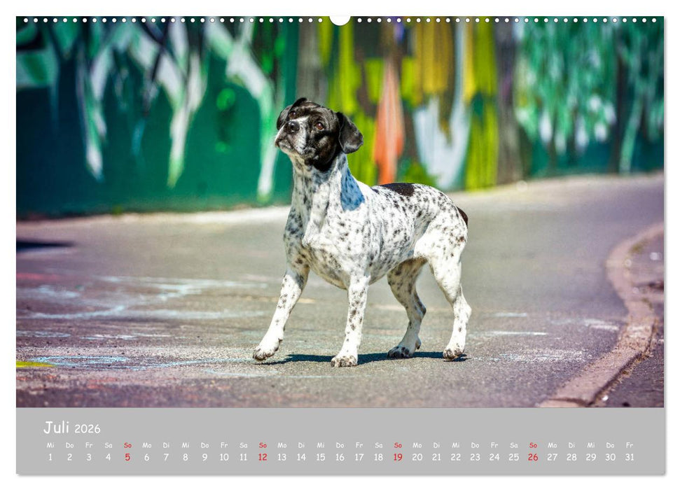 Hunde und Graffiti (CALVENDO Premium Wandkalender 2026)